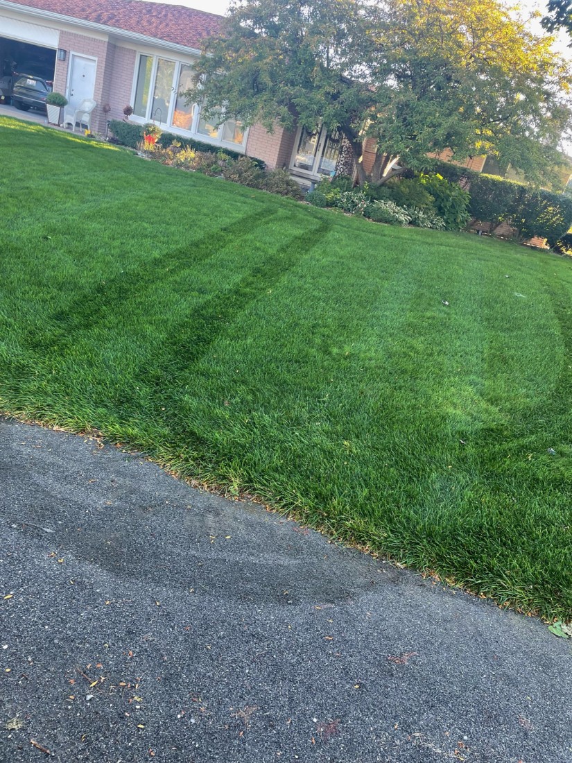 Patterns across a freshly-mowed lawn