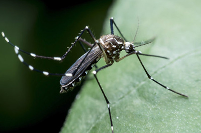 Mosquito & Pest Control Services Sterling Heights | Dynamic Lawn - dynamic-lawn-and-landscape7